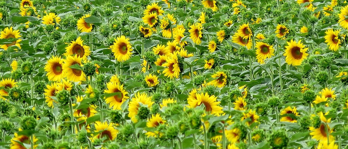Sun flowers of Assisi